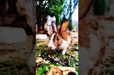 So Cute Rabbit #shorts