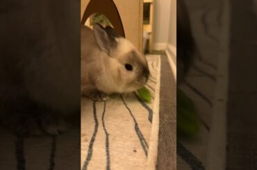 Dinner time with bunnies and cats