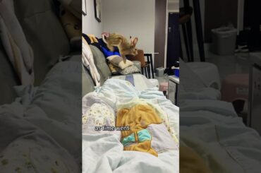 Rescued a rabbit but it refused to leave #pets #animals #rabbit #cute #shorts