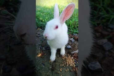 Cute bunny shorts video #bunny #animals #pet #funnyanimals #shorts  #youtubeshorts