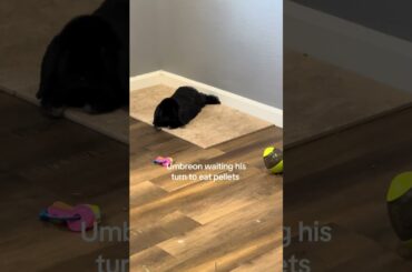 Hurry up Sylveon! #bunny #petshorts #rabbit