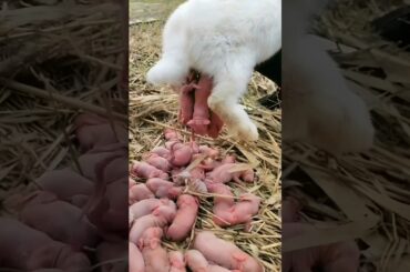 Cute rabbit | baby bunny 1 to 17 days old #animals #rabbit #pets