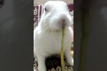 Cute bunny #reels #ytshorts #rabbit