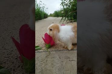 The cute rabbit also love flowers  #bunny #animal #rabbit