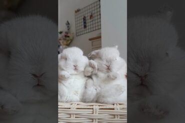 TWO SNOWBALLS #rabbit #animal #bunny #cute #rabbit #babybunny