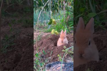 Very very cute bunny