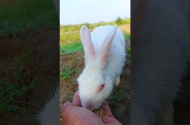Cute rabbit shorts video #cute #rabbit #bunny #animals #shorts #youtubeshorts