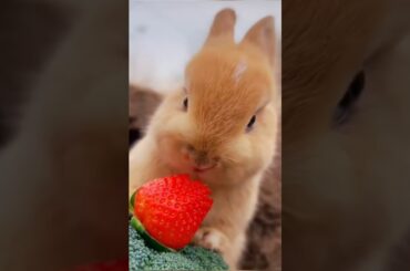 Cute rabbit