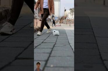 #cutecatandpuppyworld #cute #rabbit #petloverplanet #dog #puppy #pets #animalpi #animalphotos