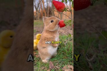 Cute Rabbit Eating Strawberry | Adorable Bunny Moments | #Shorts #AdorableAnimals #cuteanimals