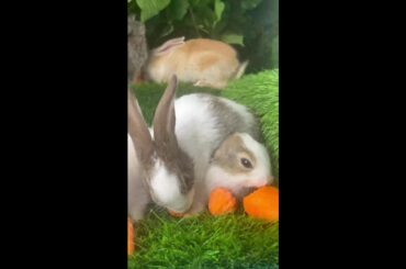 Cute rabbit //cute bunny live
