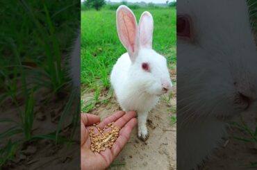 Me and my cute bunny short moment's #rabbit #bunny #animals #pet #funnyanimals #shorts