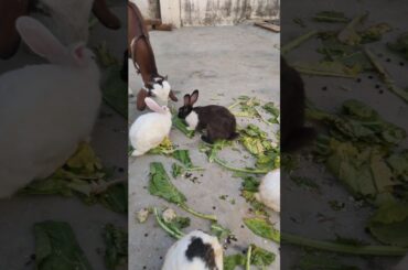 Rabbit Eating Food #viralvideo #lucknowzoo #cuteanimal #cuterabbit #shortfeed #shorts #trending