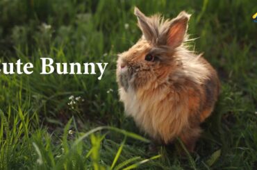 Cute Bunny Video with Relaxing Music