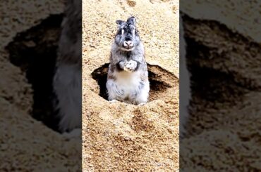 Love Bunny #foodchallenge #cute #rabbit #animals #short