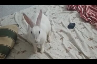 Cute rabbit Bhulu loves to do binky in the bed #cute #bunny #rabbit #loving #happy #binky #pets#love