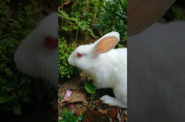 #rabbit #cutebunny #shortfeed #shorts