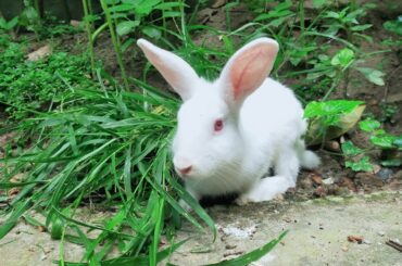 Cute bunny video | cute rabbit |Naimul & pets