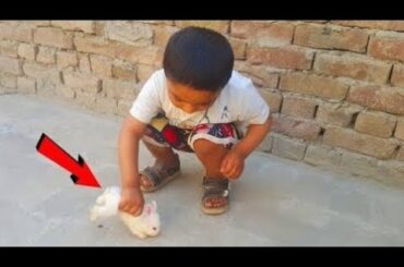 The Cutest Baby Bunny Rabbit Compilation - Cute Friendship Babies and Rabbit