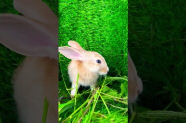 Cute rabbit //cute bunny #puppy #pets #nature #cute #rabbitfish #fish