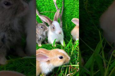 Cute rabbit //cute bunny #rabbit #dog #puppy #pets
