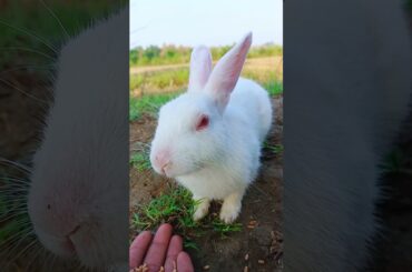 Cute Bunny Short Video #rabbit #bunny #animlasfunny  #animals #pet #shorts #ytshorts