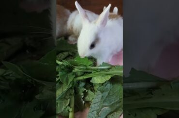 #cute #rabbit #shorts #trending
