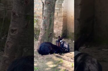 Bunny love #cottonballcrew #cute #rabbit #trending #viralshort