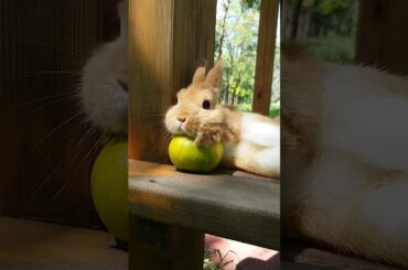 A cute bunny with dreams in its arms #cute #rabbit