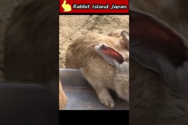 The hand movement is too cute! #rabbit #bunny #shorts