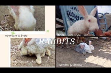 The Abundant Bunny's Life (Minchu)| #Rabbits