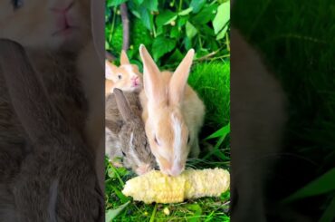 Cute rabbit //cute bunny //love animal #cover #music #song #coversong #fish #cutesong