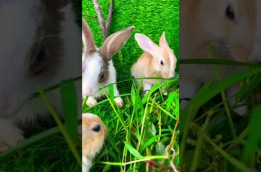 Cute rabbit //cute bunny #gardningtips #flowers #gardeing #gardening #gardeningtips #garden #diy