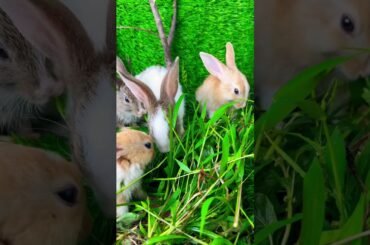 Cute rabbit //cute bunny #gardningtips #flowers #gardeing #gardening #garden #diy #gardeningtips