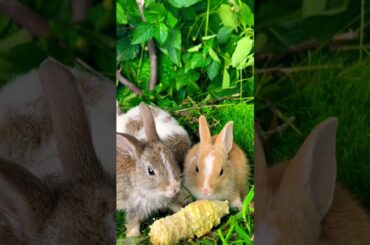 Cute rabbit //cute bunny #rabbit #dog #puppy #pets #funny #cute #animal