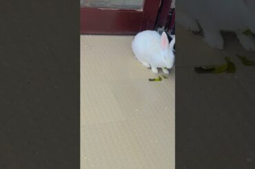 Cute bunny#eating#shortsfeed #trendingshorts #cuteanimal #rabbit #cute #shorts