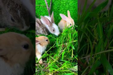 Cute rabbit //cute bunny #gardningtips #flowers #gardeing #gardening #gardeningtips #garden #diy