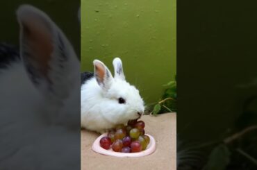 A little rabbit eating grapes from basket #rabbitvideo #rabbiteating #cute #bunny #rabbitsrevenge