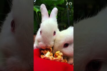 2 RABBITS ENJOYING POPCORN #rabbitfood #rabbit #petlifestyle #rabbiteating #bunny #pet #cute #viral