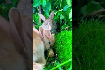 Cute rabbit //cute bunny //love animal #rabbit #fruit #animals #cute #fish #bunny #bunny