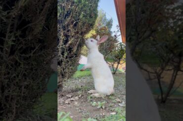 Cute Rabbit #cottonballcrew #cute #viralshorts #trending #shorts