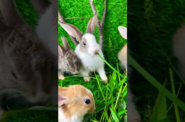 Cute rabbit //cute bunny #rabbit #dog #puppy #pets #nature #cute #rabbitfish #fish #koi #animal