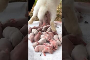 Rabbit Growth - Cute Baby Animals 1 To 17 Days