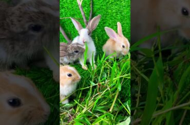 Cute rabbit //cute bunny #gardningtips #flowers #gardeing #gardening #gardeningtips #garden #plants