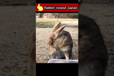Cute rabbit grooming #rabbit #bunny #shorts