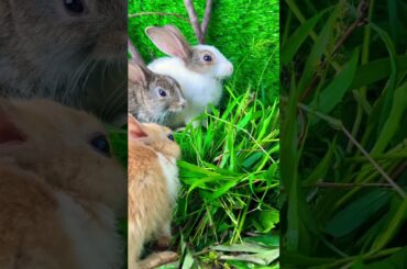 Cute bunny //cute rabbit #gardningtips #flowers #gardeing #gardening #garden #diy #gardeningtips