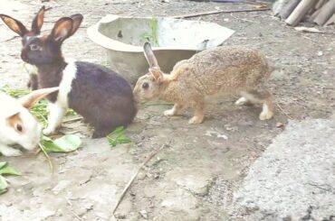 Our cute baby rabbit and mother baby are eating grass together