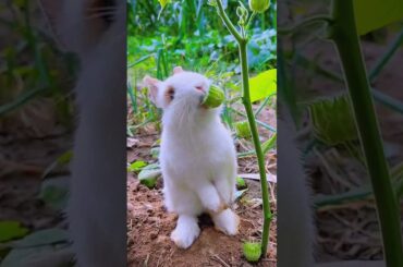 Baby Rabbit white eating  #rabbitfood #rabbiteating #cute #animals #rabits #eating #rabbit #shorts
