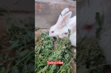 Cute rabbit #viralvideo #shortvideo #animals