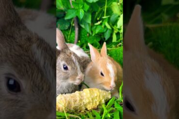 Cute rabbit //cute bunny #rabbit #dog #puppy #pets #funny #cute #nature #animal